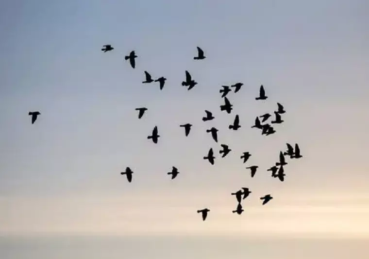 Climate Change effects Birds Migration