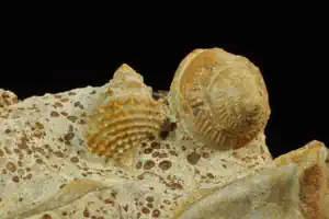 A story of Gastropods Fossils