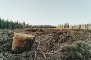 deforestation in Pakistan